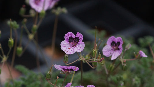 Erodium Hybride 'Little Summer Wonder' - Reiherschnabel