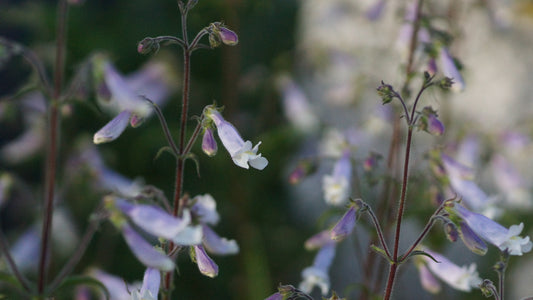 Penstemon hirsutus var. pygmaeus - Rauhaariger Bartfaden