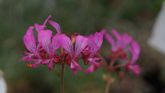Pelargonium endlicherianum - Pelargonie