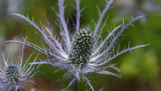 Eryngium alpinum - Alpen-Mannstreu