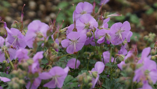 Geranium dalmaticum 'Bressingham Pink' - Dalmatiner Storchschnabel