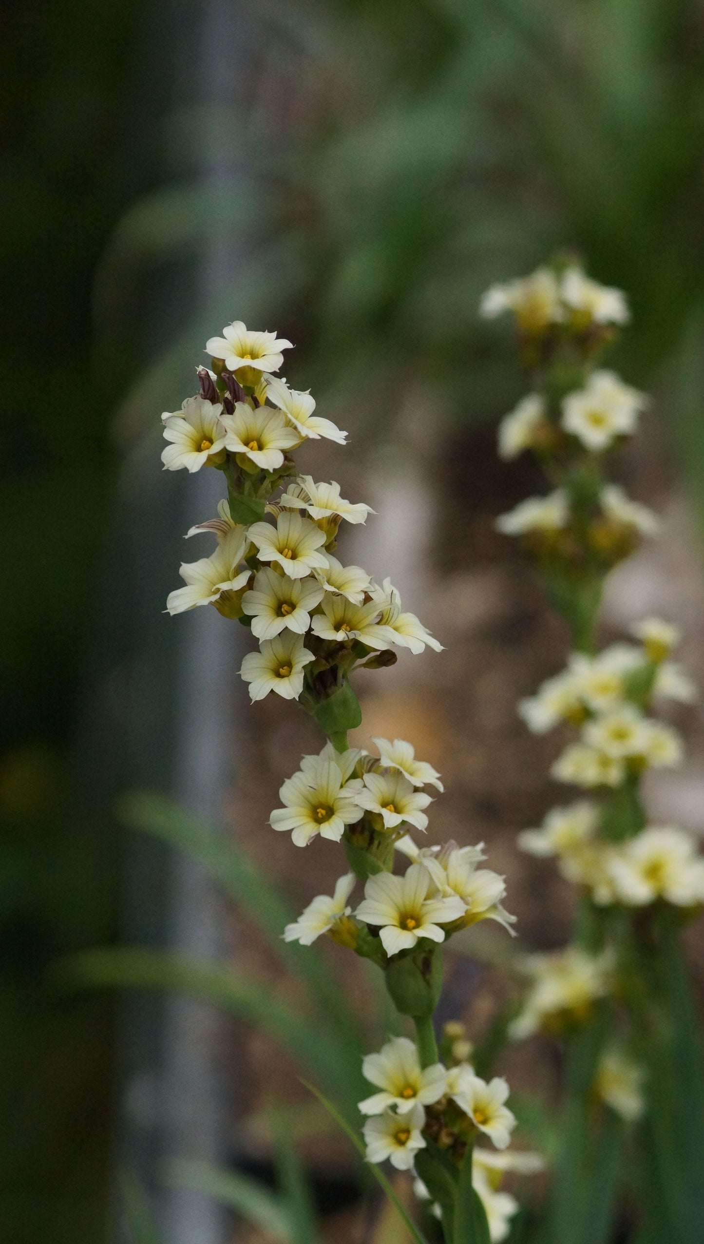 Sisyrinchium striatum - Blassgelbäugige Binsenlilie