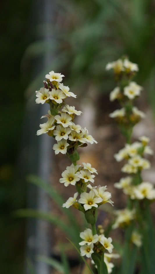 Sisyrinchium striatum - Blassgelbäugige Binsenlilie