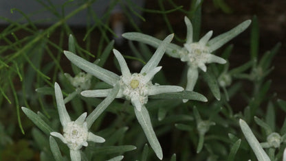 Leontopodium alpinum 'Blossom of Snow' - Edelweiss