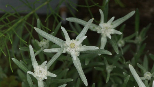 Leontopodium alpinum 'Blossom of Snow' - Edelweiss