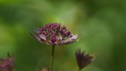 Astrantia major 'Roma' - Grosse Sterndolde