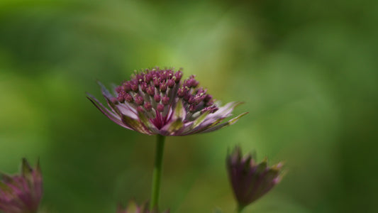 Astrantia major 'Roma' - Grosse Sterndolde