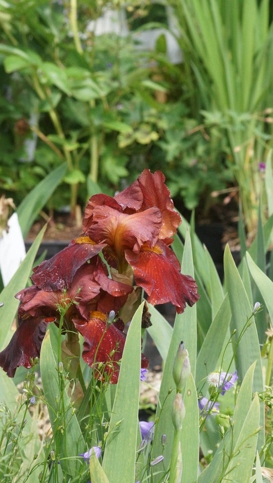 Iris barbata-elatior 'Sultans Palace' - Hohe Bart-Iris