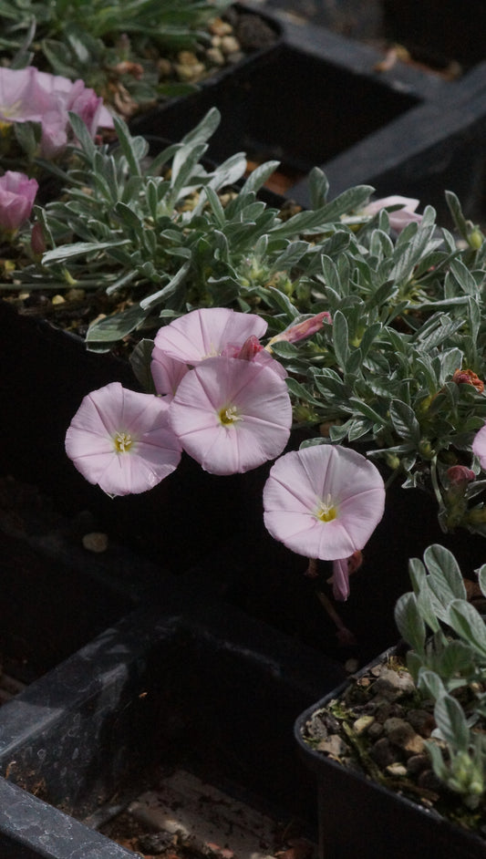Convolvulus boissierii - Boissier-Winde