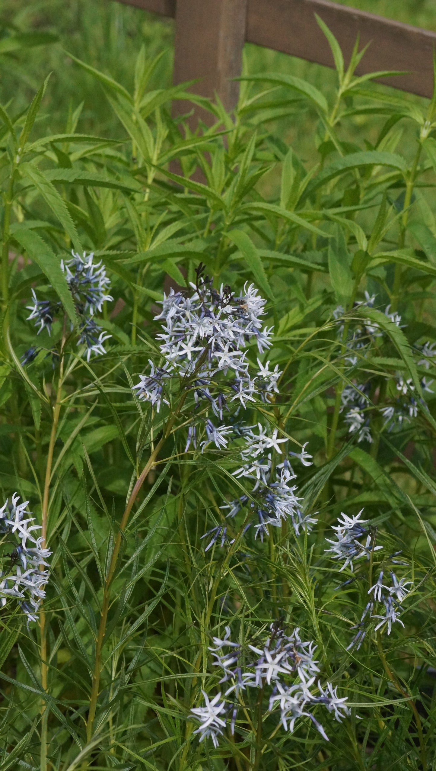 Amsonia ciliata x hubrichtii 'Ernst Pagels' - Blausternbusch