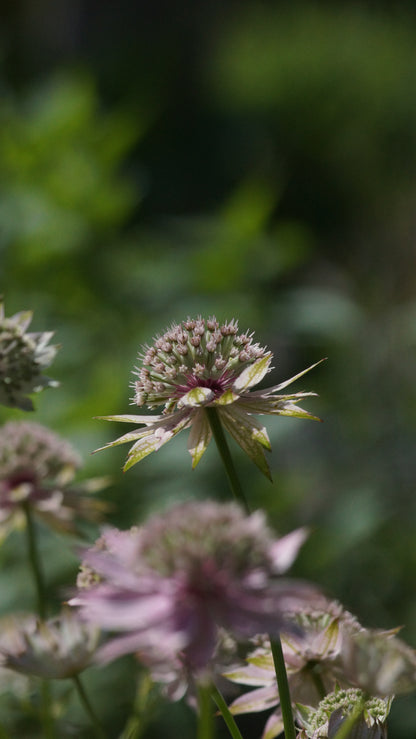 Astrantia major 'Florence' - Grosse Sterndolde