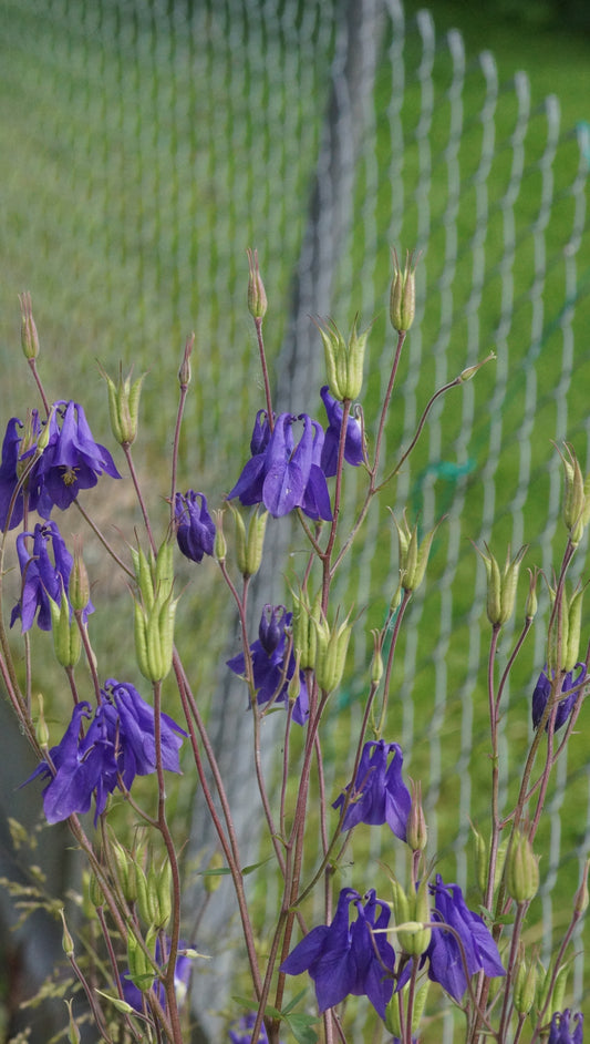 Aquilegia vulgaris - Gemeine Akelei