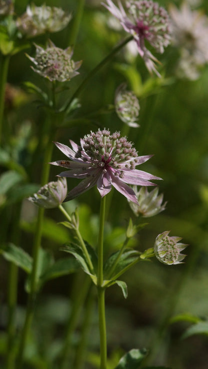 Astrantia major 'Florence' - Grosse Sterndolde