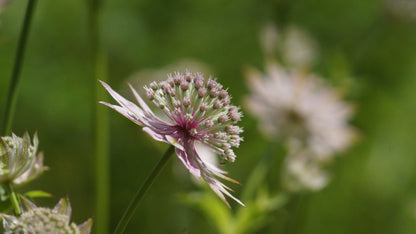 Astrantia major 'Florence' - Grosse Sterndolde