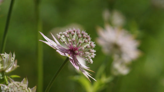 Astrantia major 'Florence' - Grosse Sterndolde