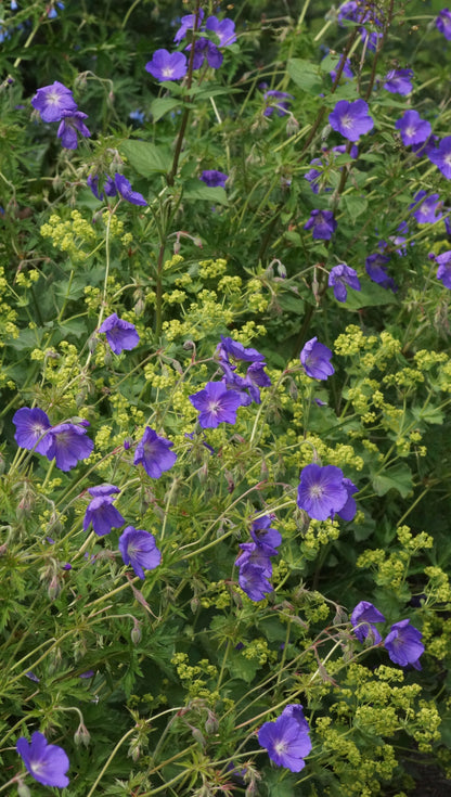 Geranium Pratense-Hybride 'Orion' - Wiesen-Storchschnabel