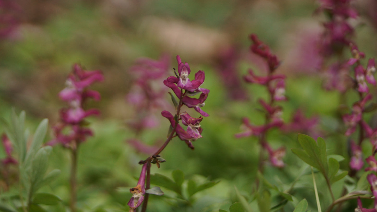 Corydalis cava - Hohlknolliger Lerchensporn