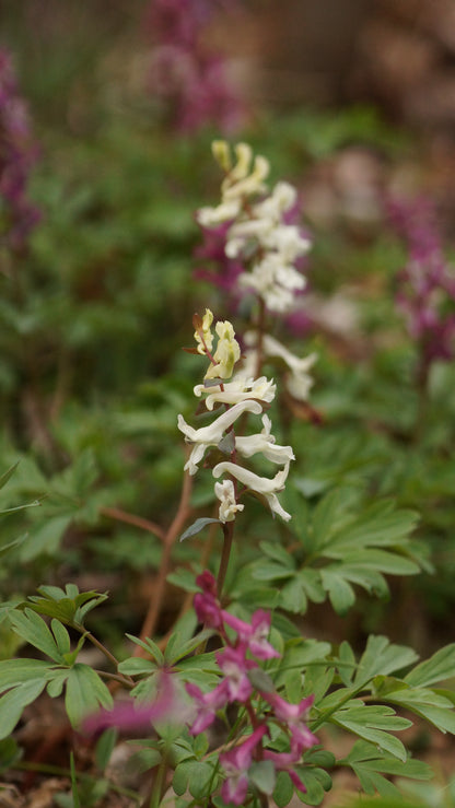 Corydalis cava - Hohlknolliger Lerchensporn