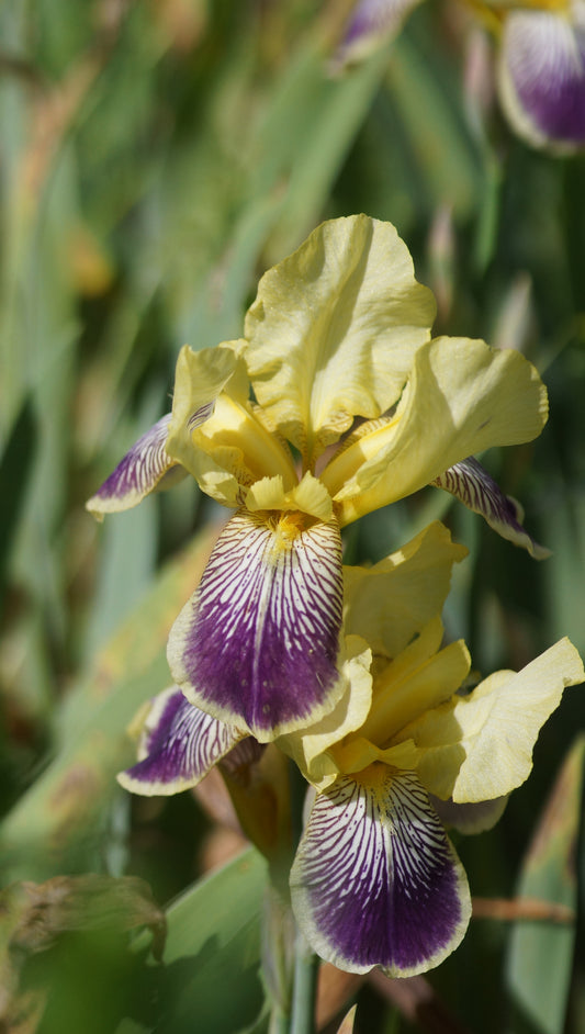 Iris barbata-elatior 'Nibelungen' - Hohe Bart-Iris