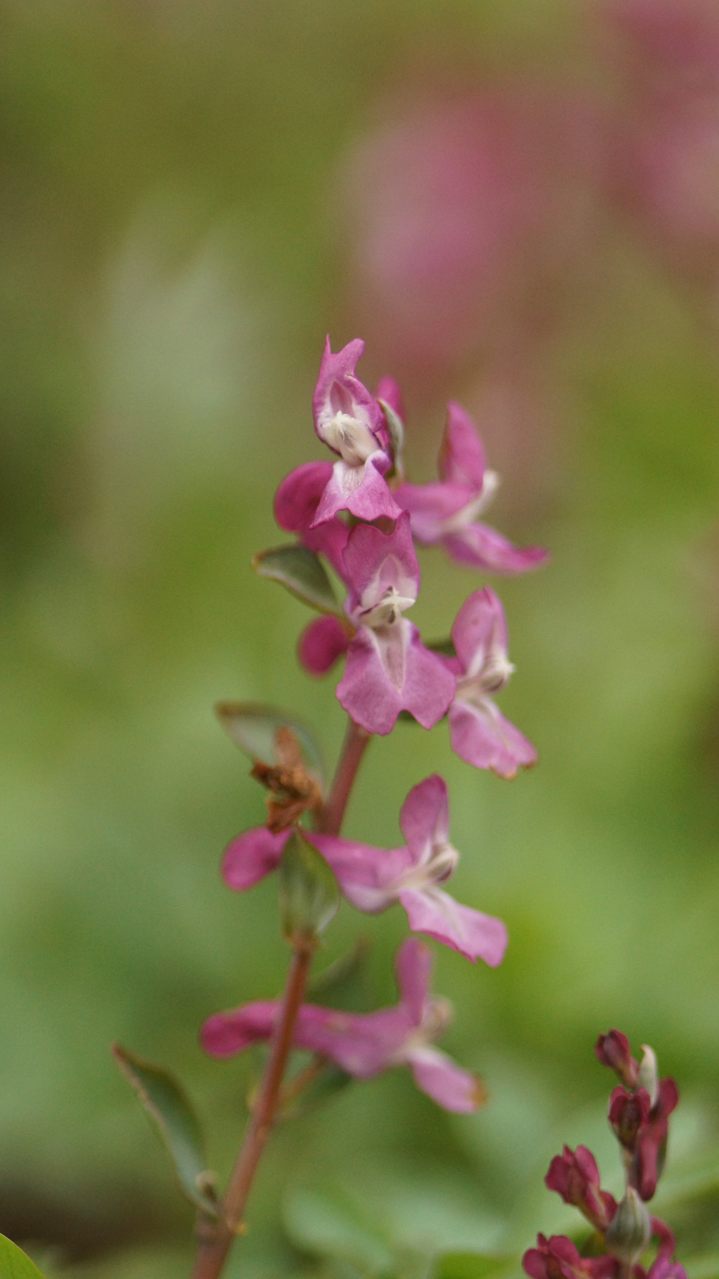 Corydalis cava - Hohlknolliger Lerchensporn