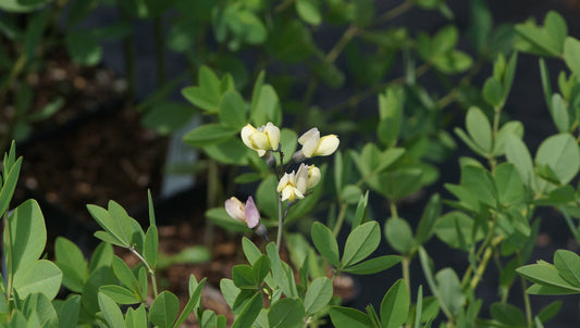 Baptisia Hybride 'Pink Lemonade' - Indigolupine