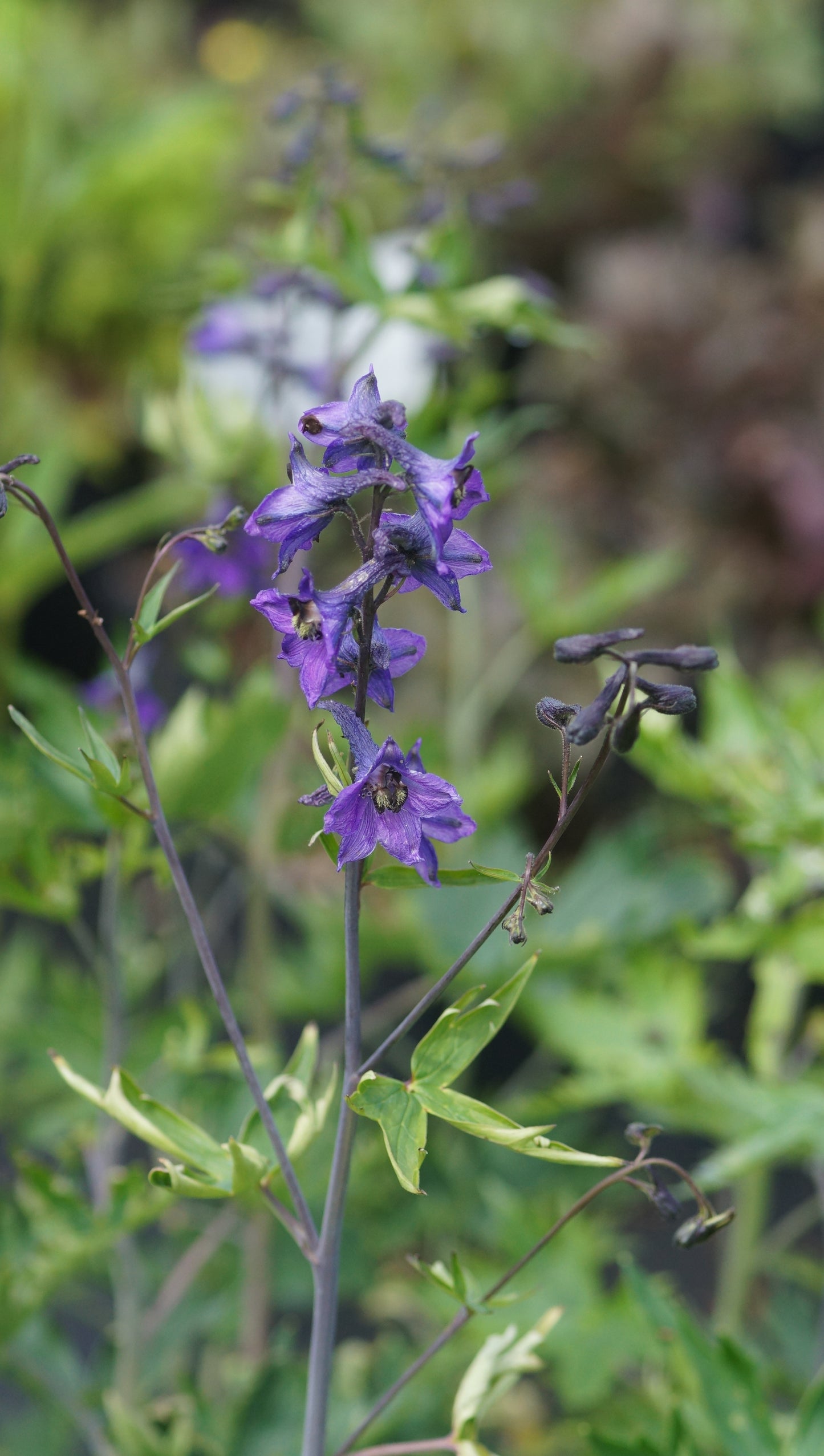 Delphinium elatum - Hoher Rittersporn