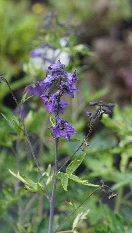 Delphinium elatum - Hoher Rittersporn
