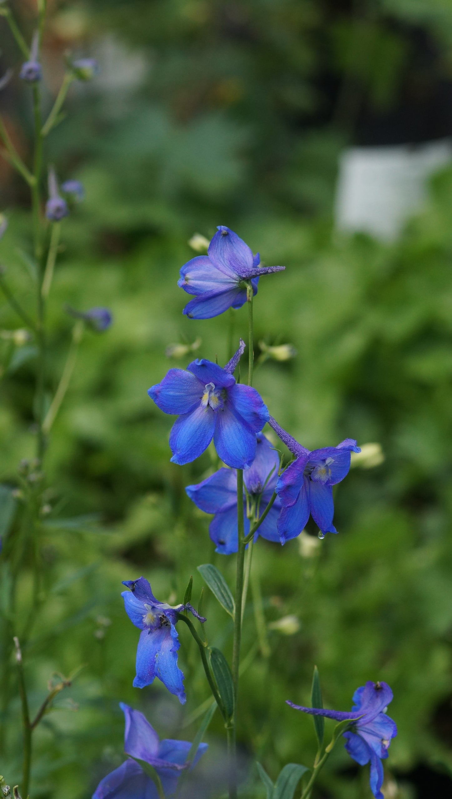 Delphinium belladonna 'Piccolo' - Rittersporn