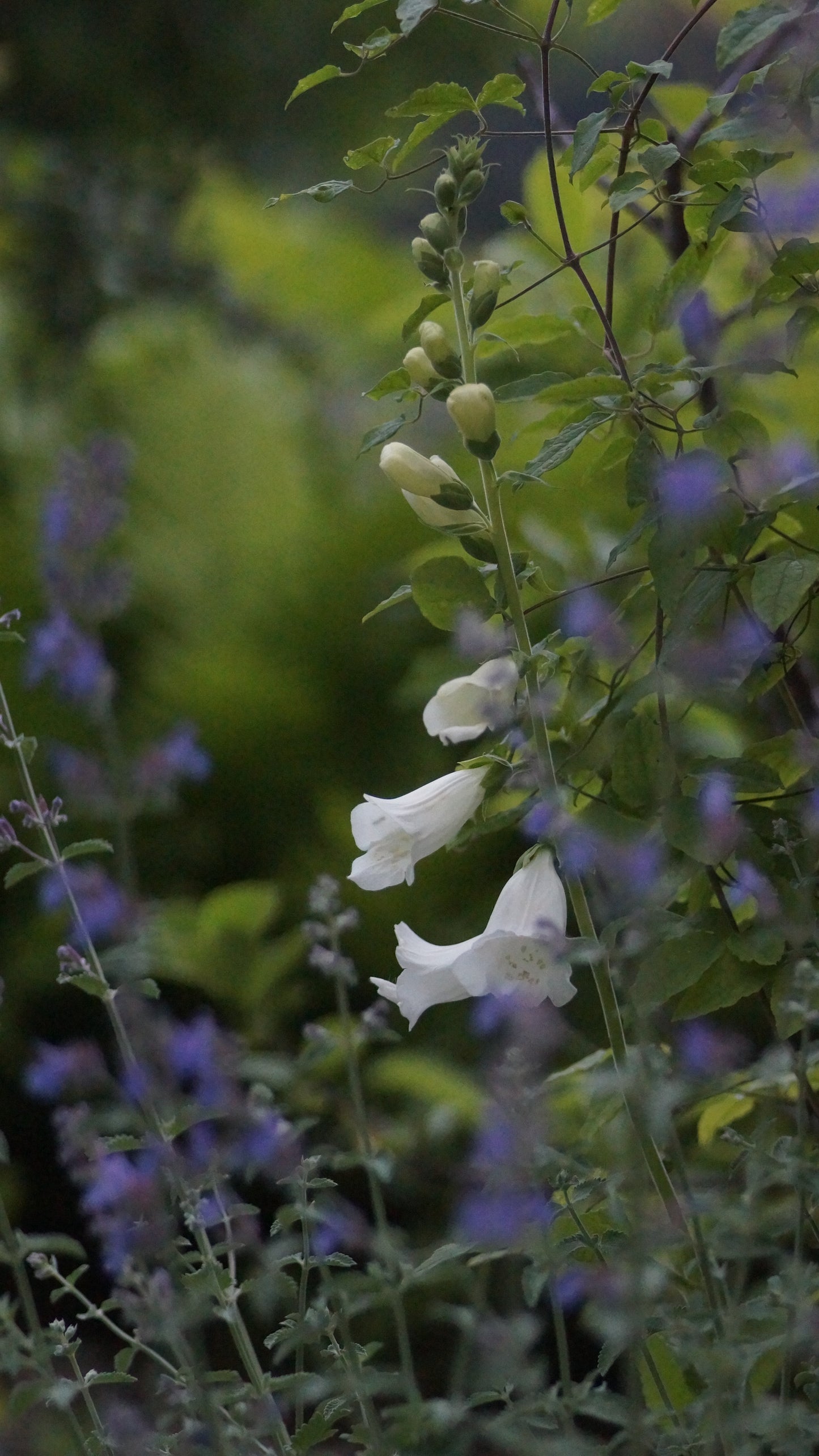 Digitalis purpurea 'Snow Thimble' - Fingerhut