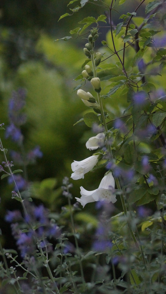 Digitalis purpurea 'Snow Thimble' - Fingerhut