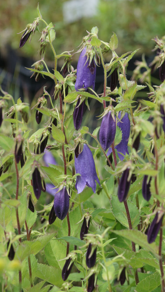 Campanula x punctata 'Sarastro' - Glockenblume
