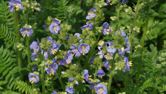 Polemonium boreale 'Heavenly Habit' - Niedrige Jakobsleiter