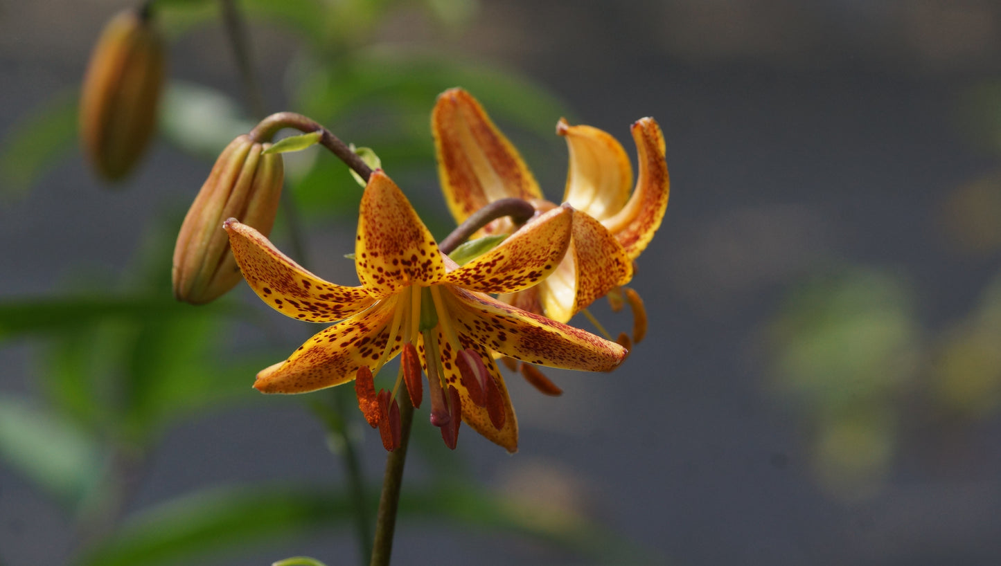 Lilium martagon 'Sunny Morning' - Türkenbund-Lilie