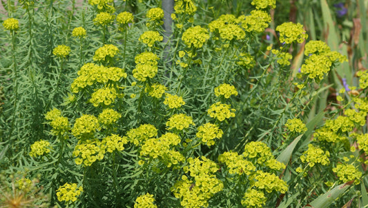 Euphorbia seguieriana subsp. niciciana - Steppen-Wolfsmilch