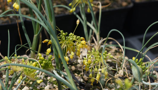 Allium flavum 'Pirin' - Gelber Lauch