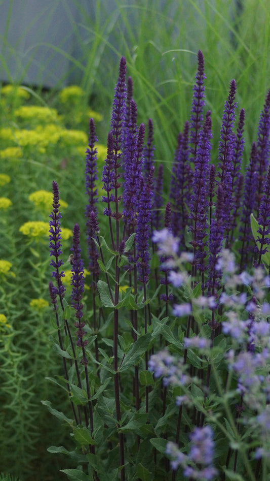 Salvia nemorosa 'Caradonna' - Steppen-Salbei