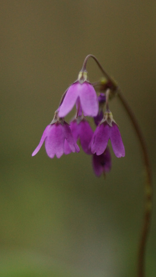 Cortusa matthioli (Syn. Primula matthiolii) - Alpenheilglöckchen
