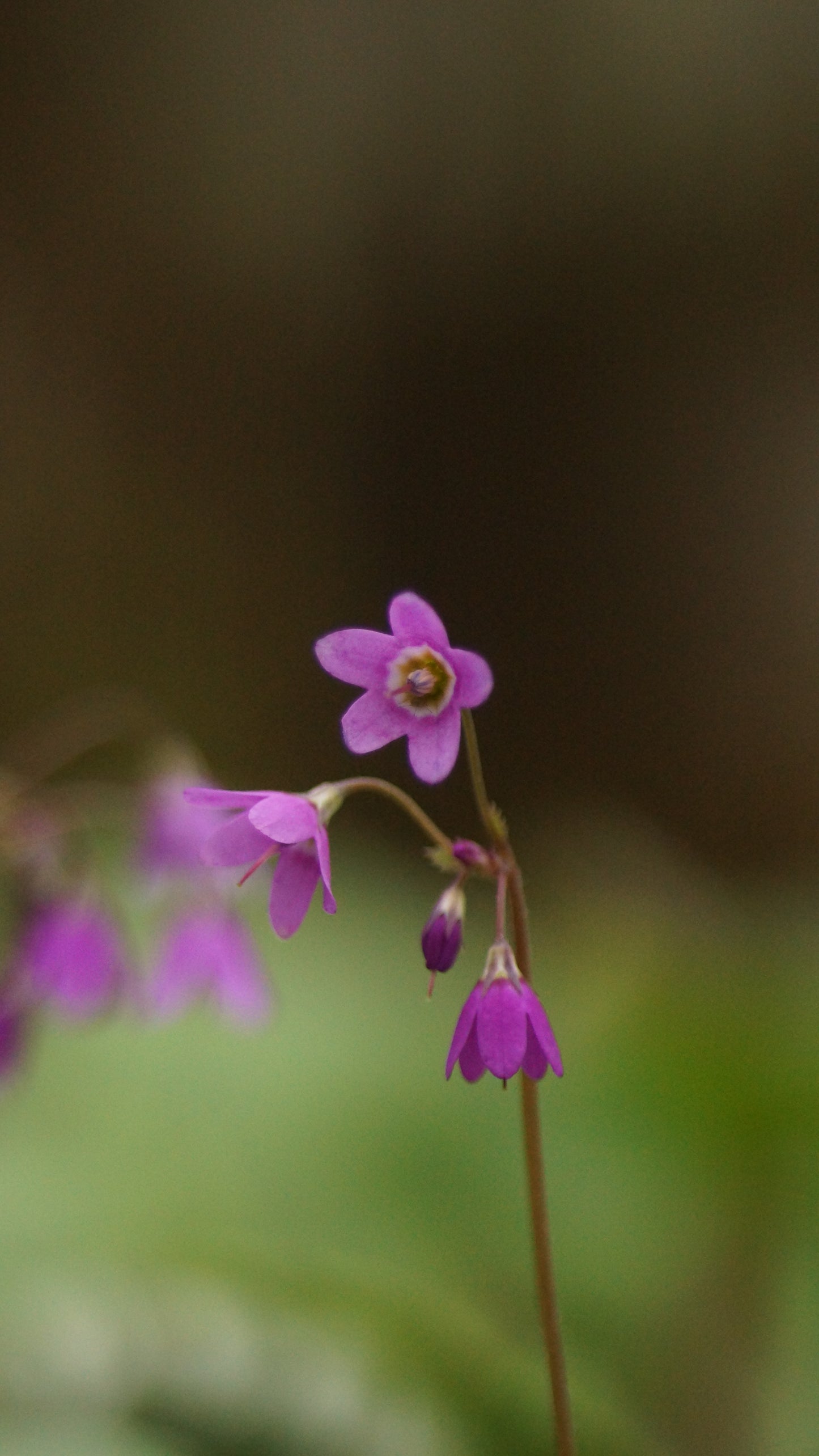 Cortusa matthioli (Syn. Primula matthiolii) - Alpenheilglöckchen