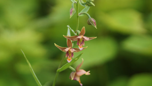 Epipactis thunbergii x gigantea 'Red Leaf' - Stendelwurz