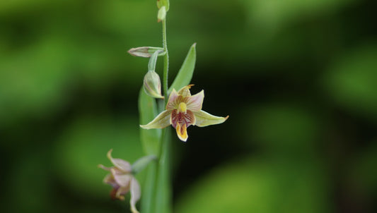 Epipactis x gigantea - Riesen-Stendelwurz