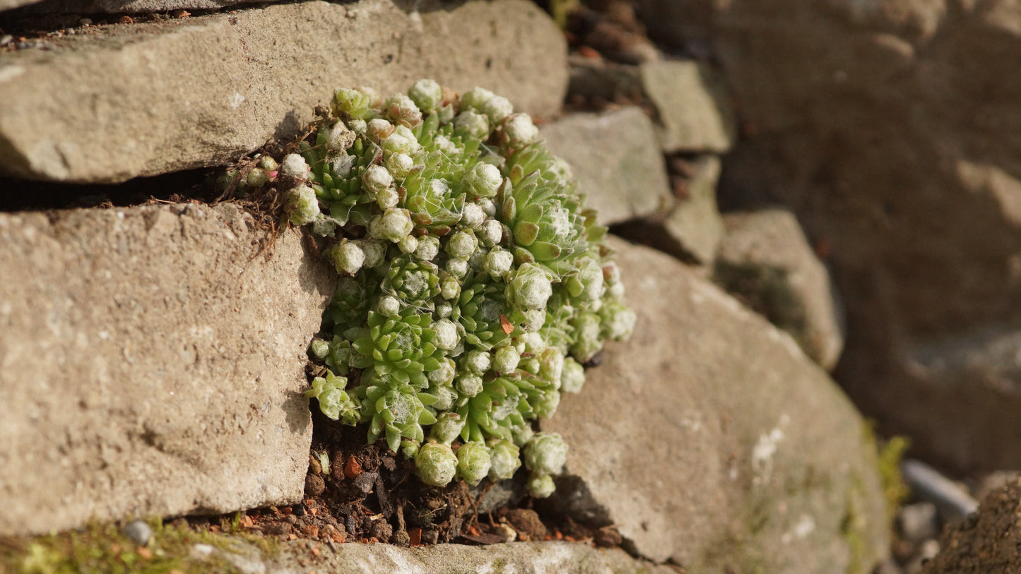 Sempervivum Arachnoideum-Hybride 'Rheinkiesel' - Spinnweben-Hauswurz