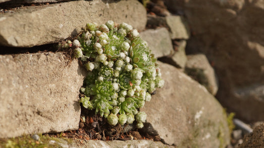 Sempervivum Arachnoideum-Hybride 'Rheinkiesel' - Spinnweben-Hauswurz