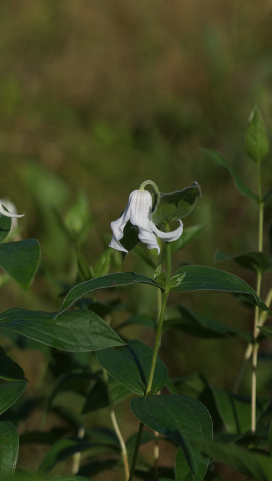 Clematis integrifolia 'Gletschereis' - Ganzblatt-Waldrebe