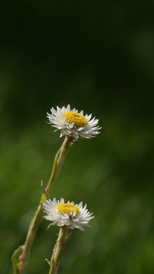 Helichrysum bellum - Strohblume