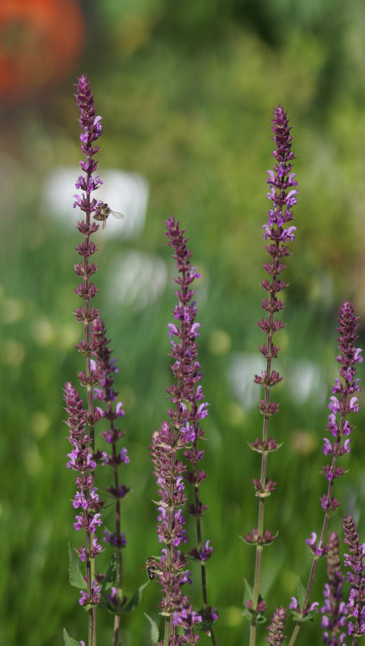 Salvia nemorosa 'Amethyst' - Steppen-Salbei