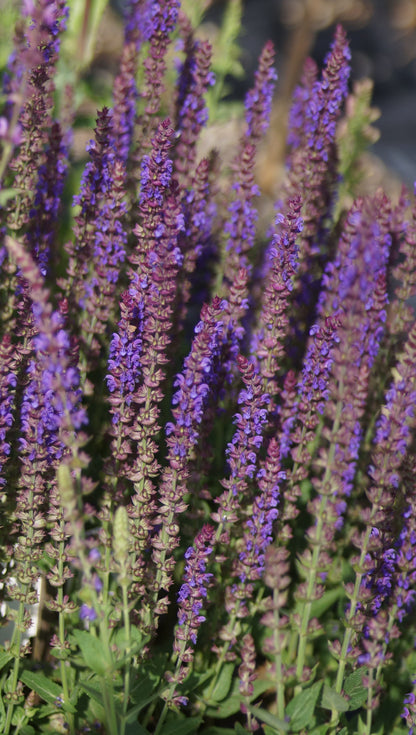 Salvia nemorosa 'Ostfriesland' - Steppen-Salbei