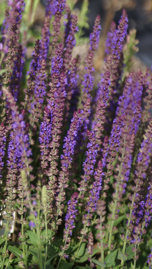 Salvia nemorosa 'Ostfriesland' - Steppen-Salbei