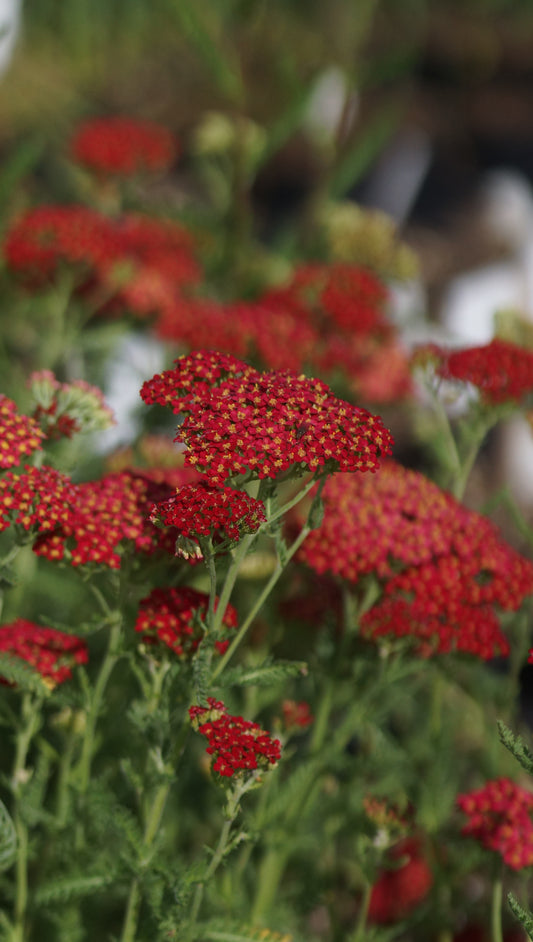 Achillea millefolium 'Red Velvet' - Schafgarbe