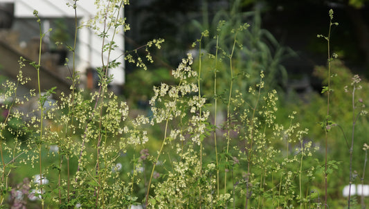 Thalictrum polygamum - Grosse Wiesenraute