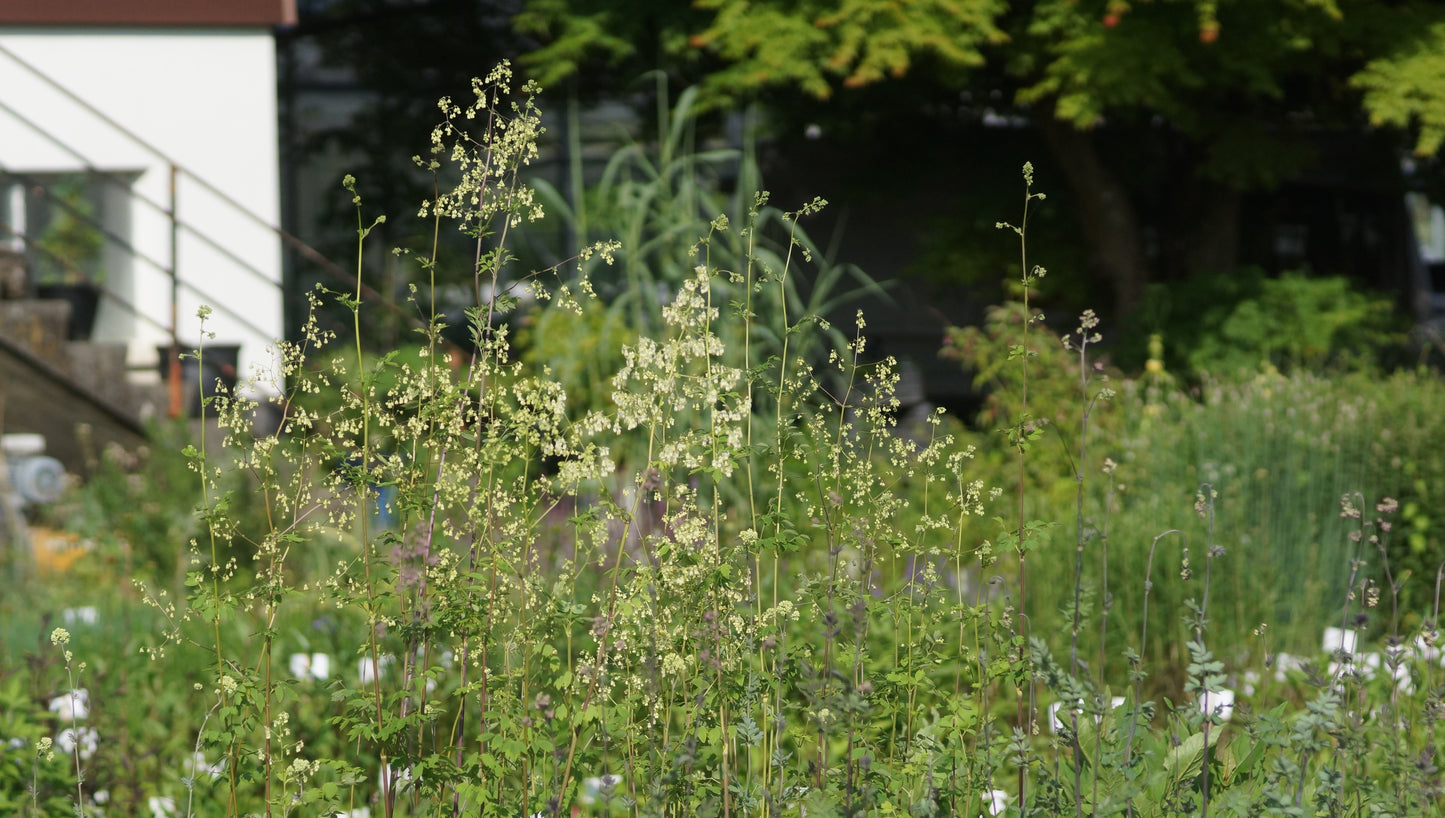 Thalictrum polygamum - Grosse Wiesenraute